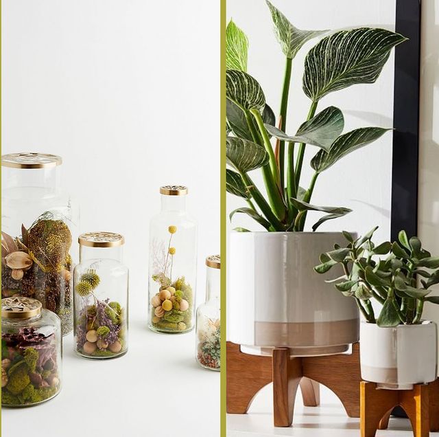 40 Best Gifts for Plant Lovers - Cute Plant Gift Ideas 2020