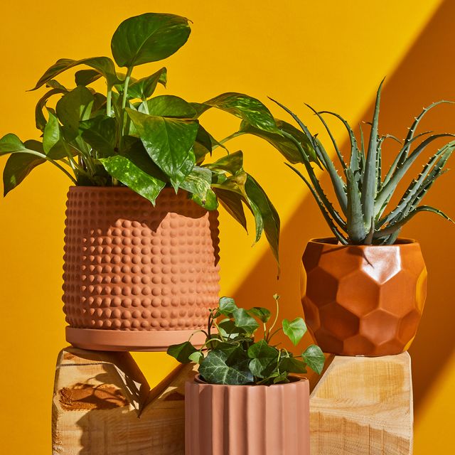 three green plants in terracotta pots against an orange background