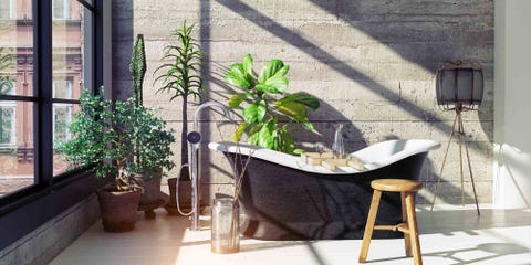 Deze 9 planten overleven in de badkamer Deze 9 planten overleven in de badkamer