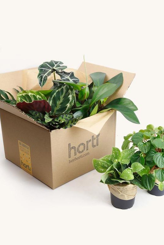 12 Best Plant Delivery Services 2021 - Online Plant Delivery Companies ...