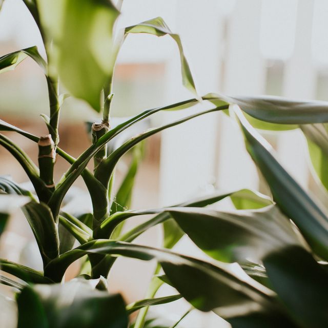 7 common houseplant pests and how you can eradicate their presence