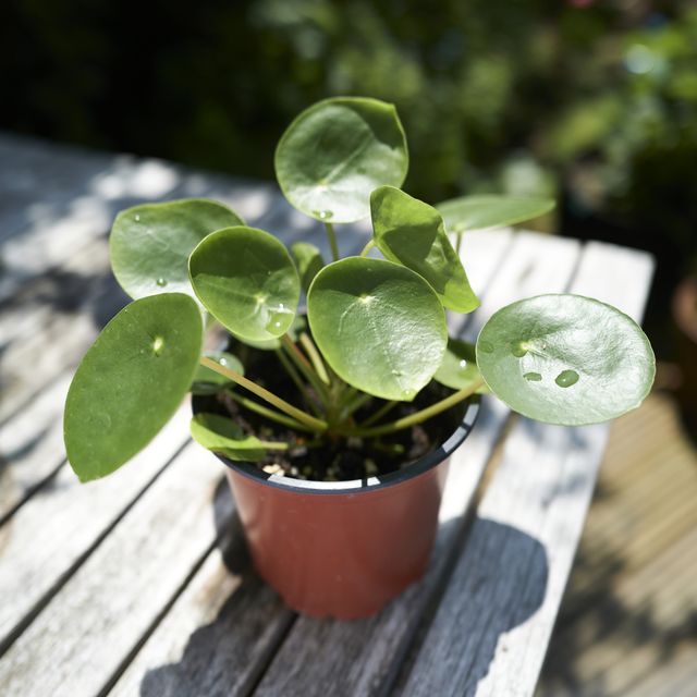 how to move houseplants outdoors