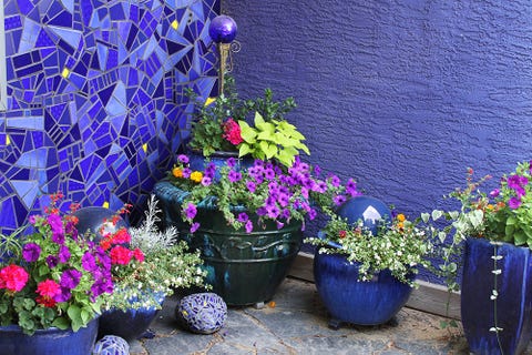 Plants in pots 