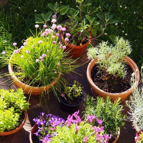 idyllic springtime scene in italian garden with pots of flowering plants and kitchen herbs french lavender, strawflower, chives, bluebells, rosemary, sage