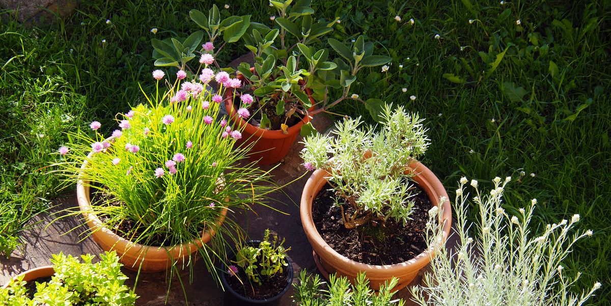 10-Step Garden Spring Cleaning Guide