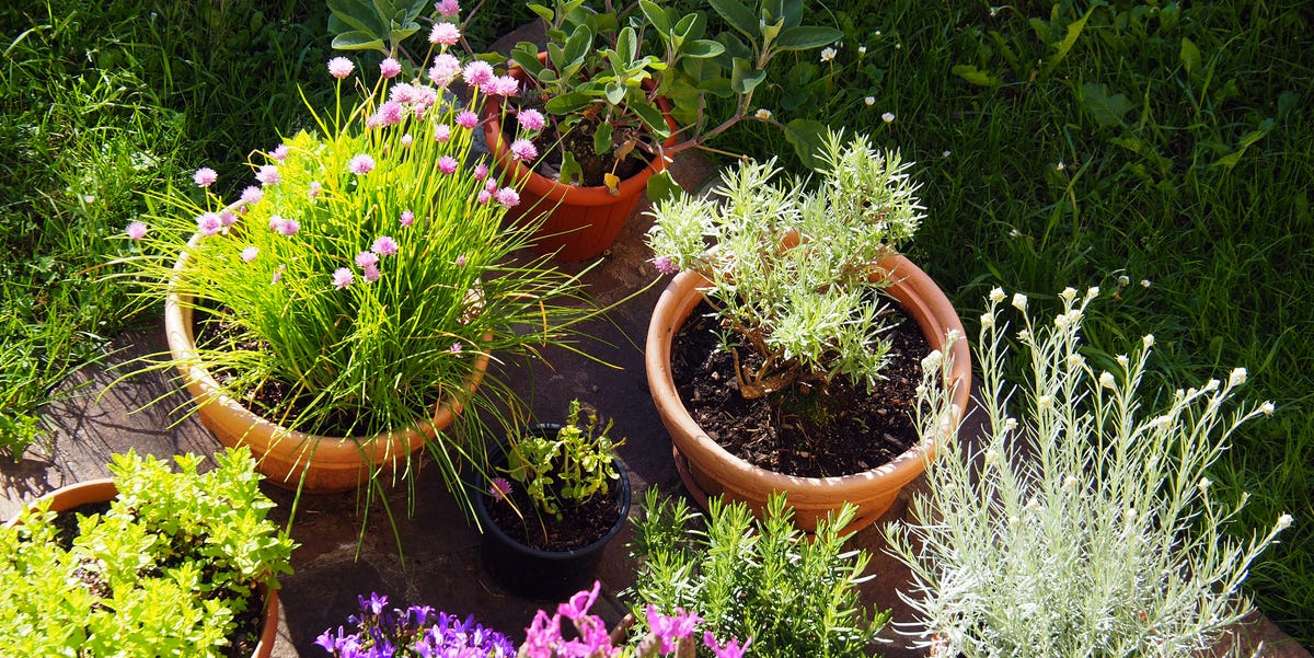 10-Step Garden Spring Cleaning Guide