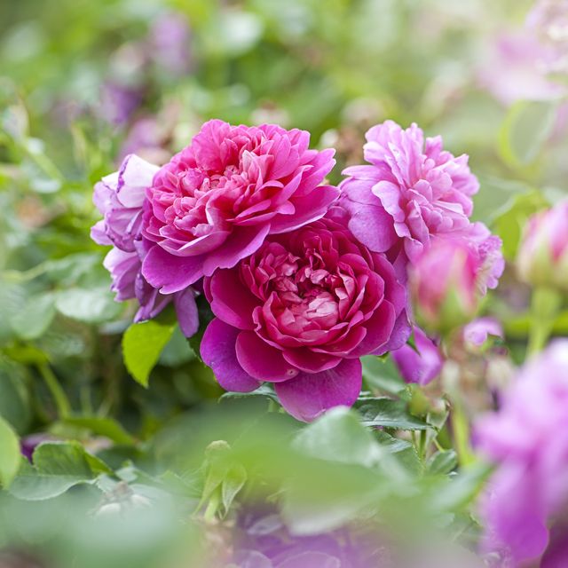 gardeners urged to plant rose bushes following sharp decline in sales