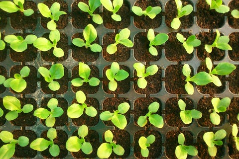 Plant Seedlings plant seedlings