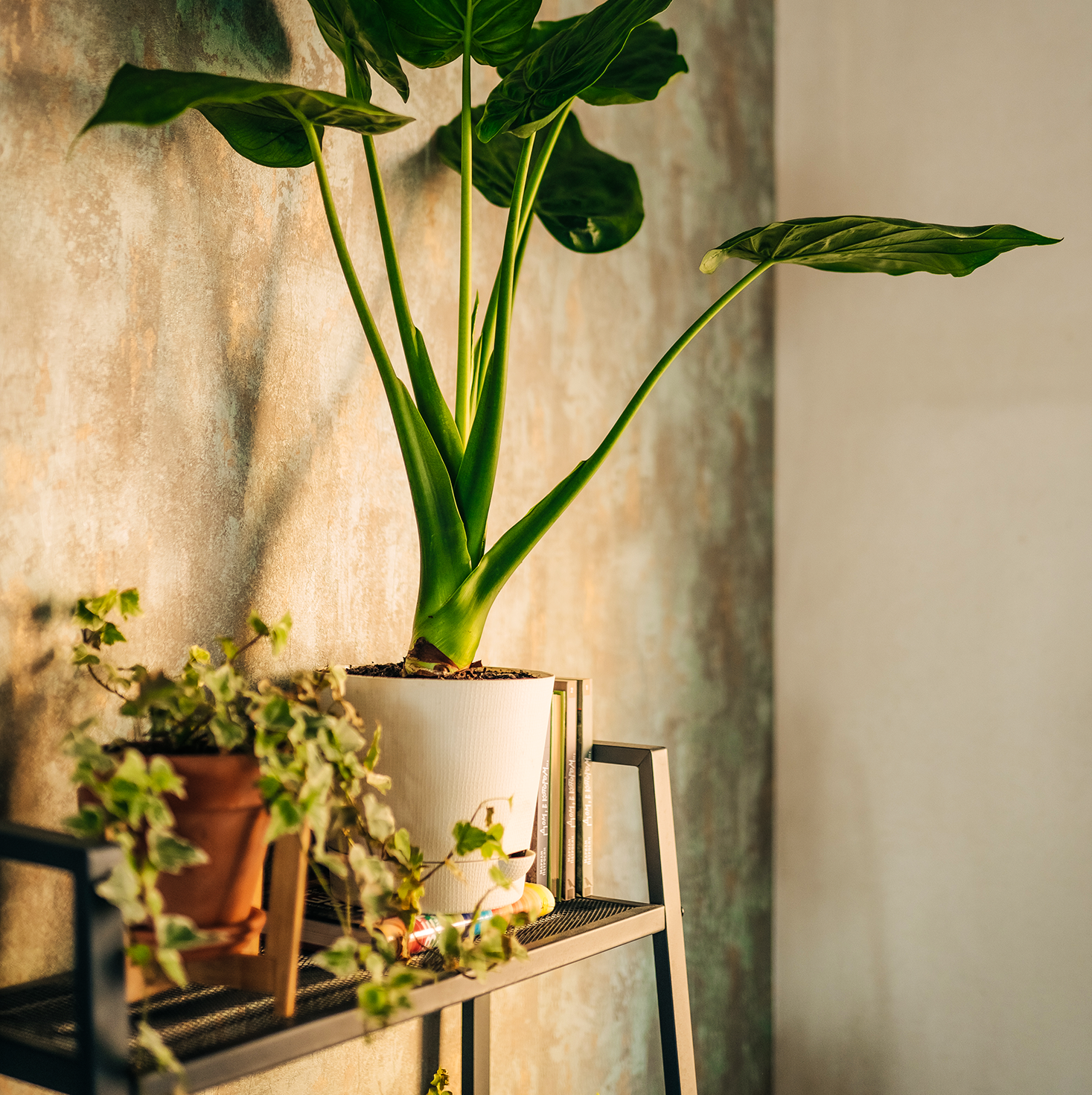 Congrats, You Kept Your Plant Bbs Alive! Now Get Them a Stylish Plant Stand