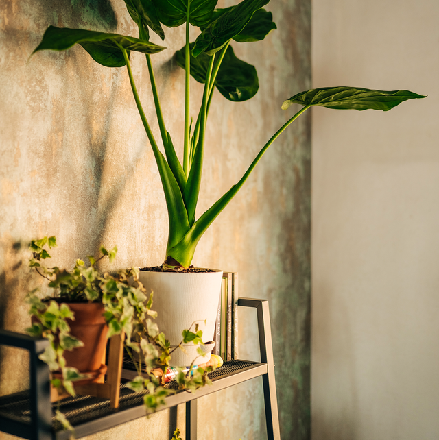 plant stands