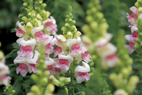 planta con flor boca de dragón, antirrhinum