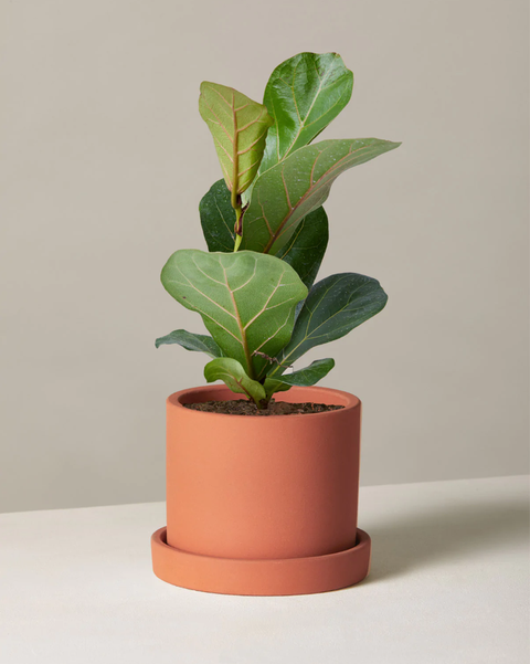 planta interior ficus lyrata facil cuidar