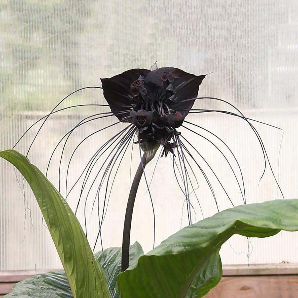 Las 15 plantas de color negro más bonitas para Halloween
