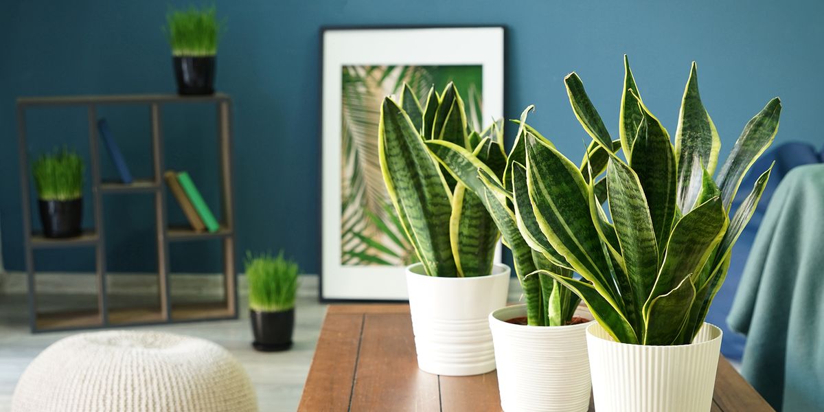 Plantas de interior más vistas en Instagram - Decorar con plantas