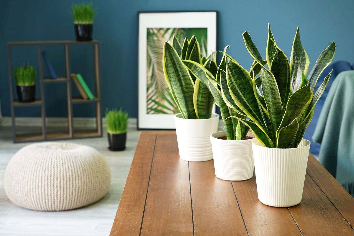 Plantas de interior más vistas en Instagram - Decorar con plantas