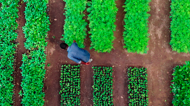 un caballero planta un árbol desde ghana
