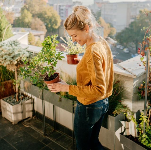 Los mejores árboles frutales en macetas para tu balcón o terraza