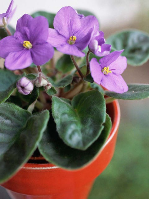Flower, Flowering plant, Petal, Violet, Plant, Viola, Violet family, spiderwort, Dayflower family, african violets, 
