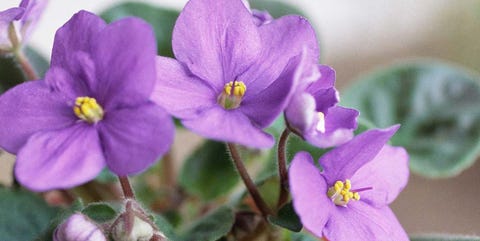 Flower, Flowering plant, Petal, Violet, Plant, Viola, Violet family, spiderwort, Dayflower family, african violets, Flower, Flowering plant, Petal, Violet, Plant, Viola, Violet family, spiderwort, Dayflower family, african violets,
