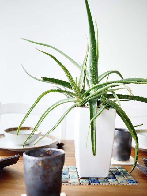 aloe vera