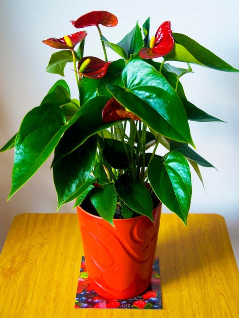 anturio anthurium