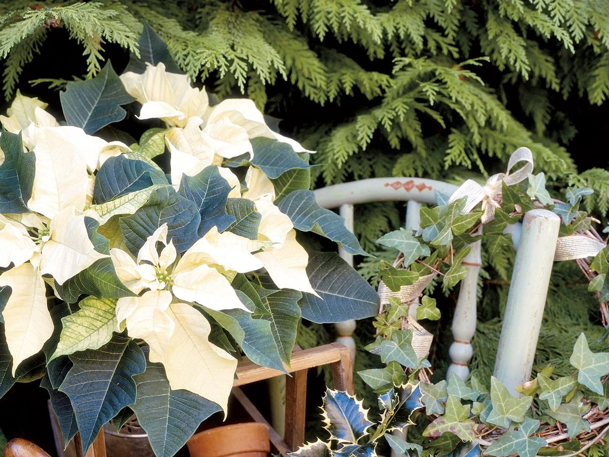 15 plantas típicas de Navidad