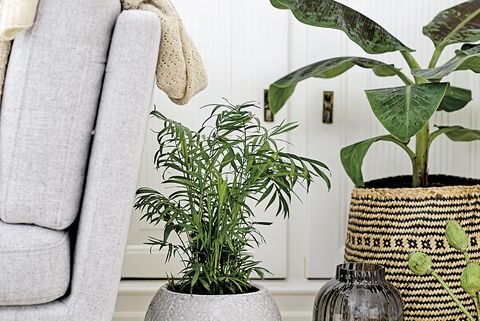 rincón decorado con plantas