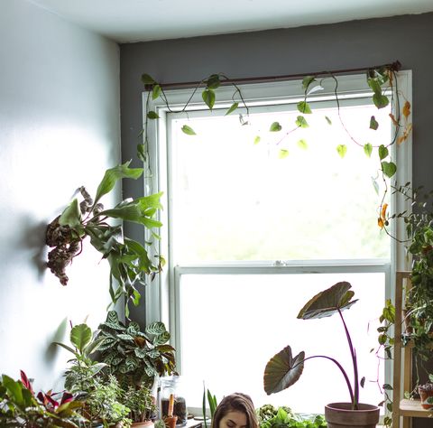 Keer terug Er is behoefte aan helling Duizend planten in één appartement: dit kun je leren van de crazy plant lady