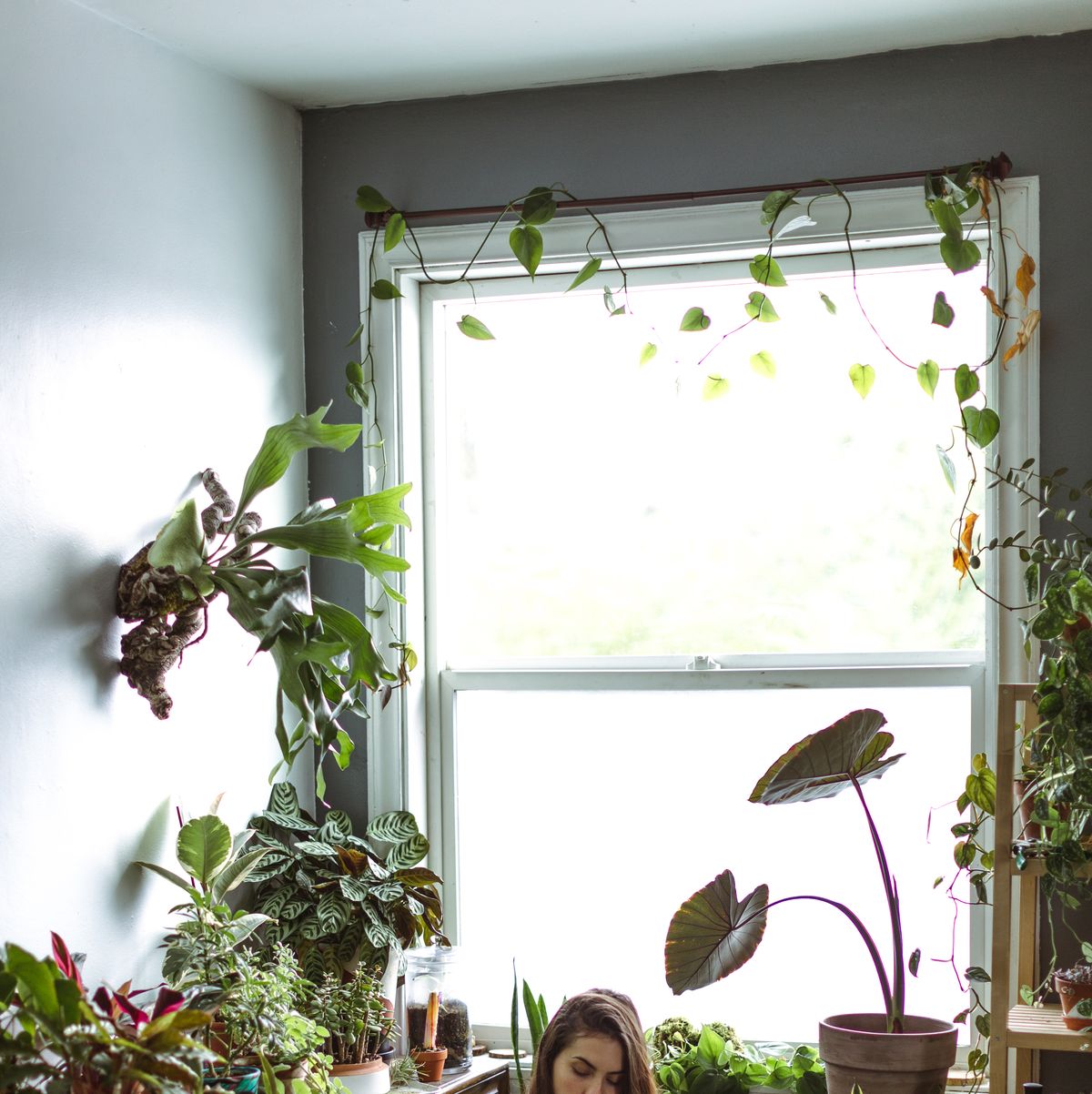 planten in één appartement: dit kun je leren van de crazy plant lady