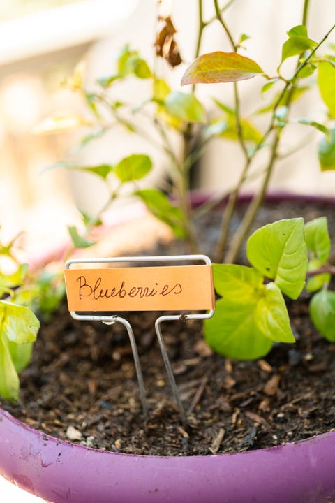 Planting blueberry plant in a garden planting pot