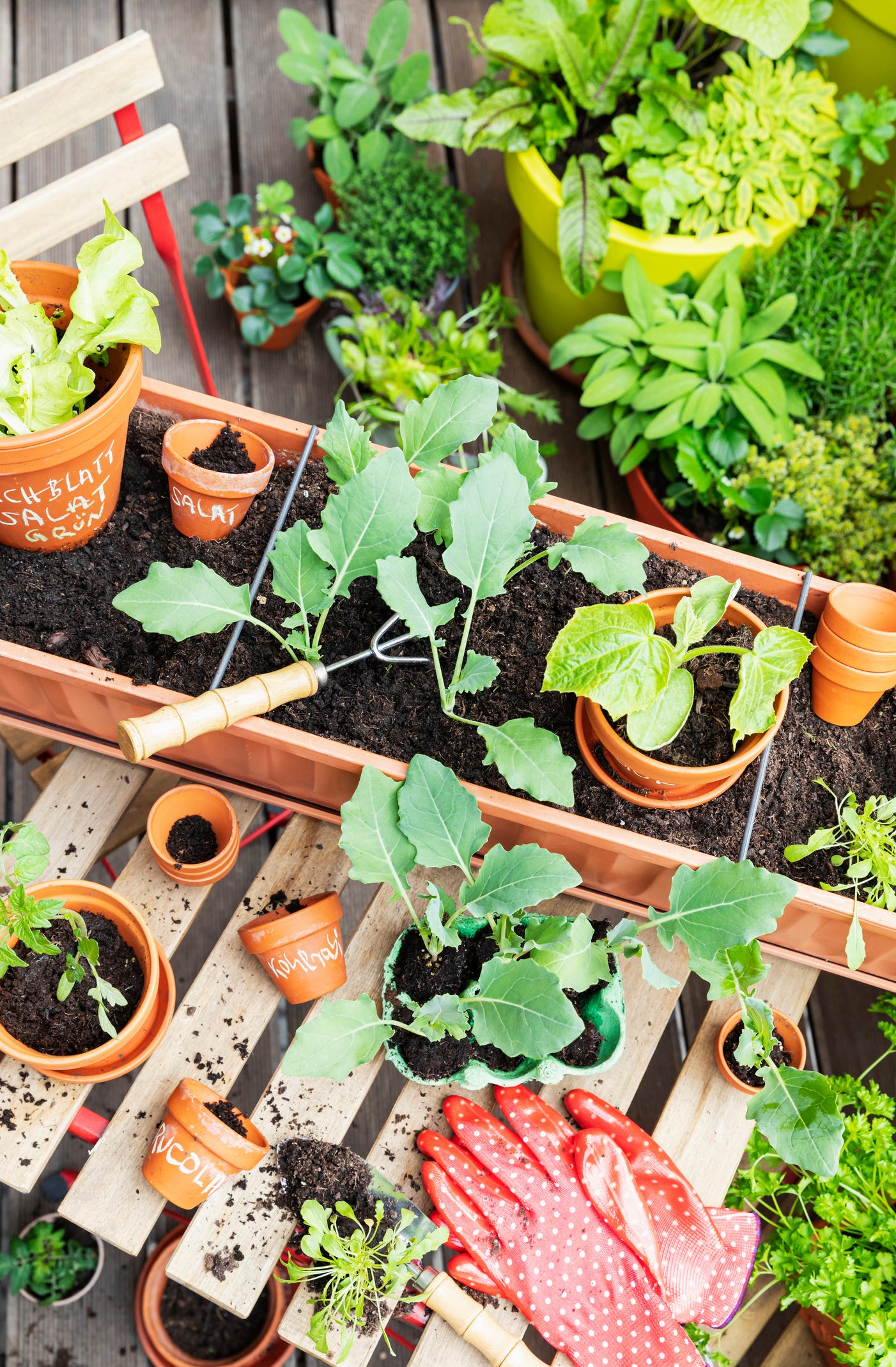 11 Things Beginners Should Know Before Starting a Vegetable Garden