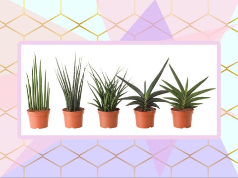 Flowerpot, Houseplant, Plant, Flower, Botany, Grass, Yucca, Line, Terrestrial plant, Aloe, 