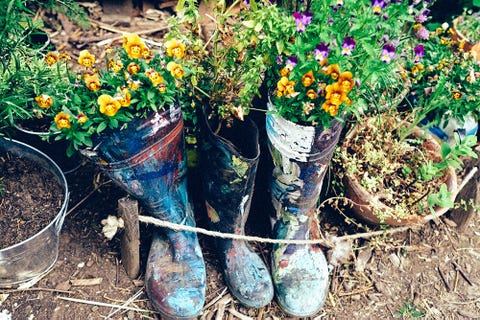 Flowers growing in rubber boots 