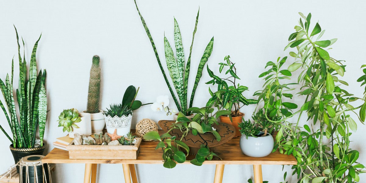 23 Best Small Indoor House Plants - Easy House Plants for Beginners