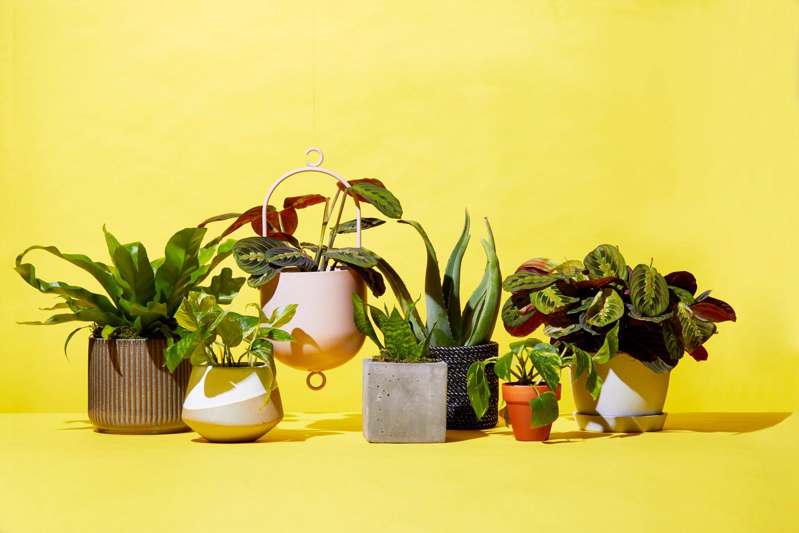 make money selling house plants