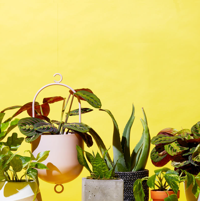 The Best Places to Buy Plants Online - Cheap Indoor Plants to Order
