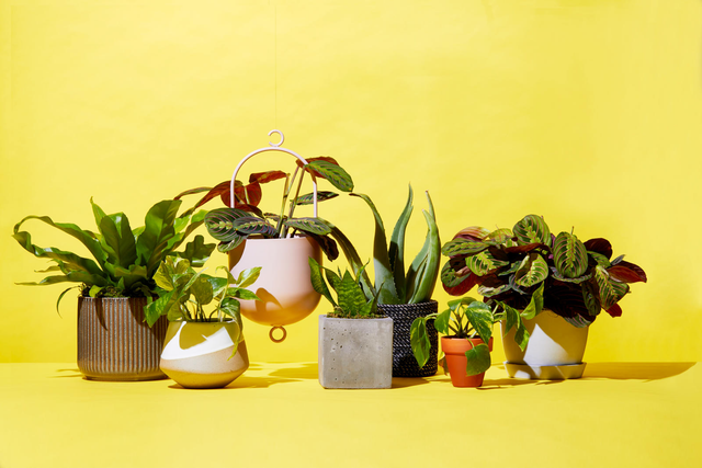 The Best Places to Buy Plants Online