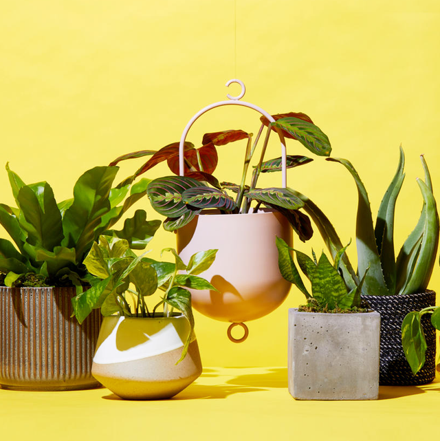 The Best Places to Buy Plants Online - Cheap Indoor Plants to Order