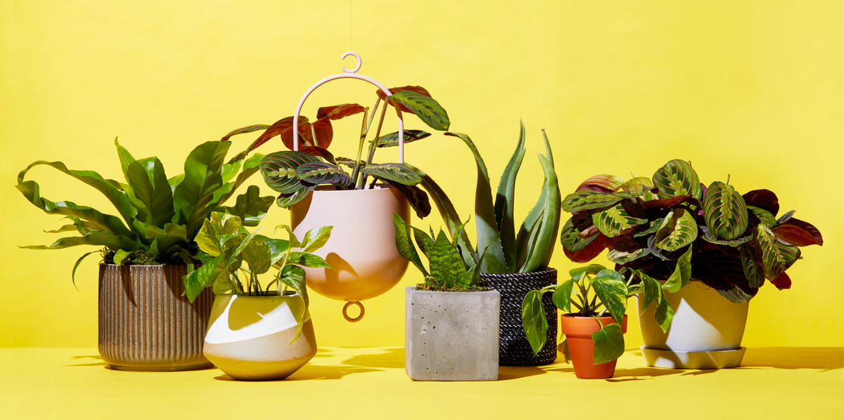 Buy small indoor plants