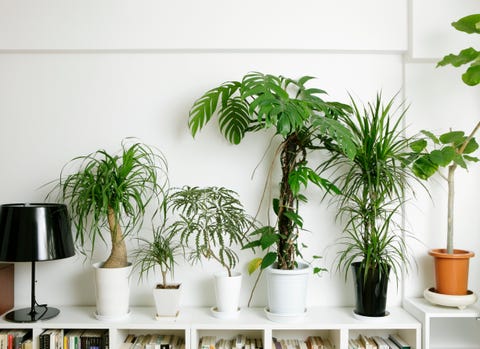 観葉植物のおしゃれな鉢 鉢カバー12選 選び方やおすすめもご紹介 観葉植物のおしゃれな鉢 鉢カバー12選 選び方やおすすめもご紹介