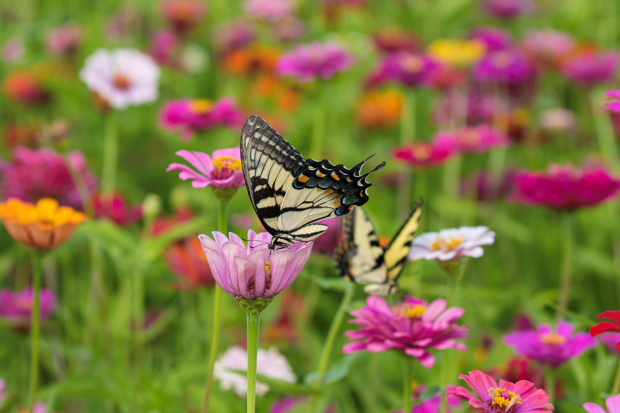 Best Plants That Attract Pollinators - Best Flowers for Pollinators