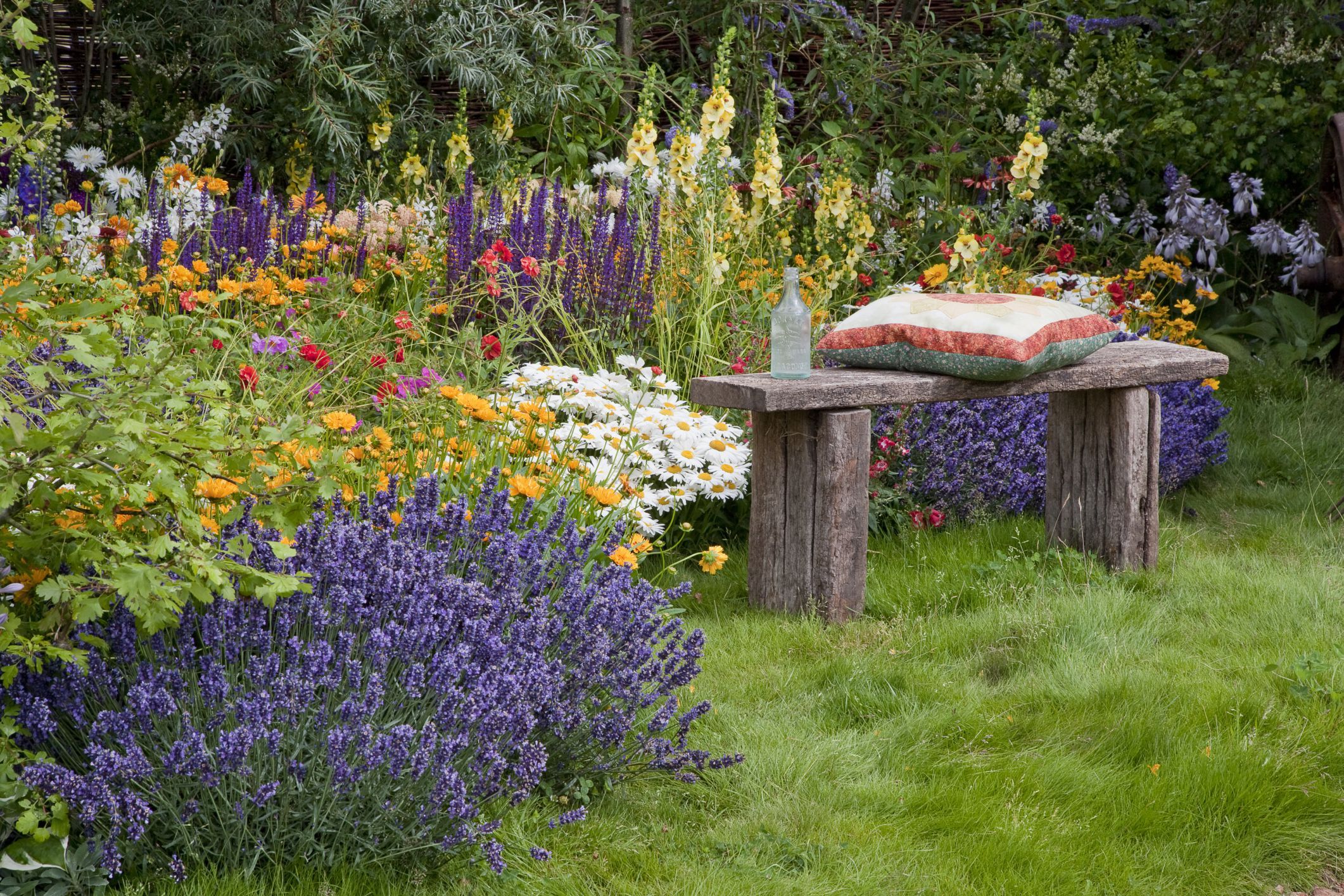 12 Plants That Repel Mosquitoes 