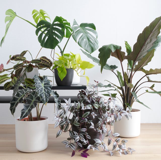 houseplants in white living room