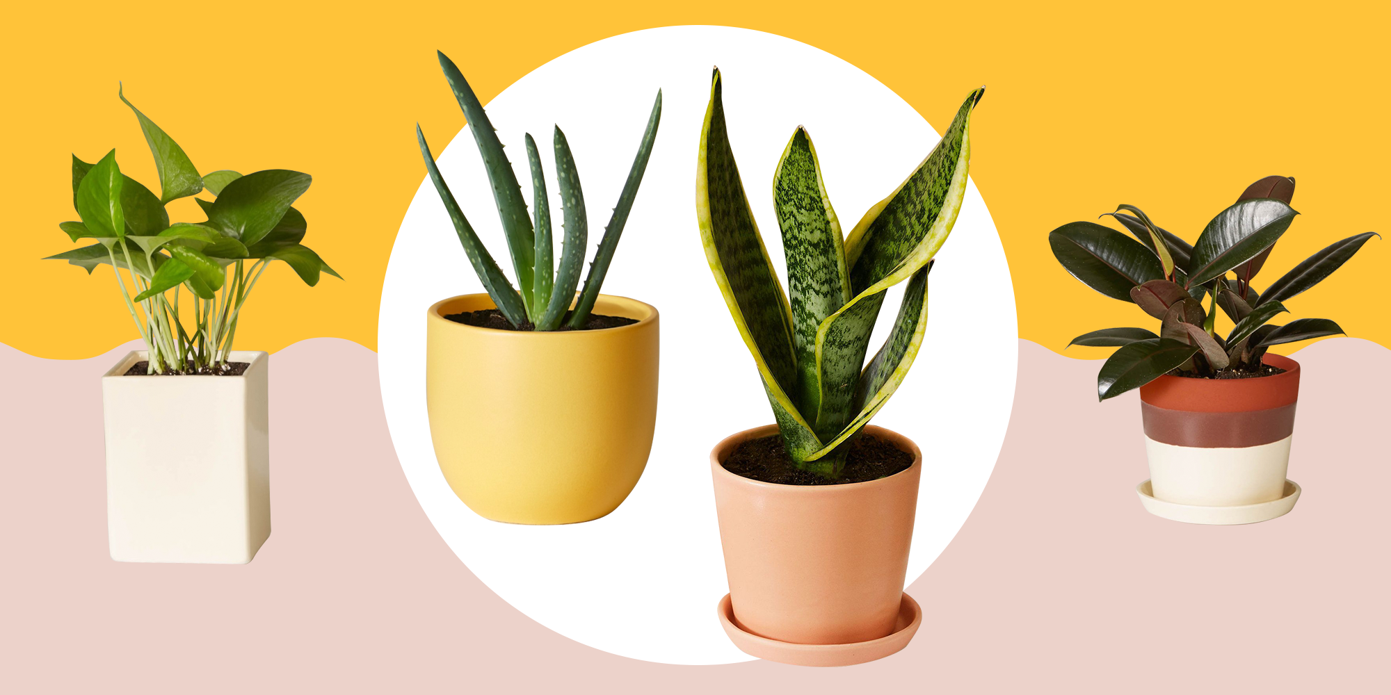 11 Best Indoor Plants For Your Home — Air-Purifying Plants