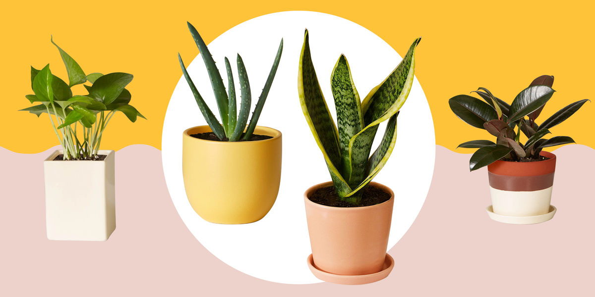 11 Best Indoor Plants For Your Home — Air Purifying Plants