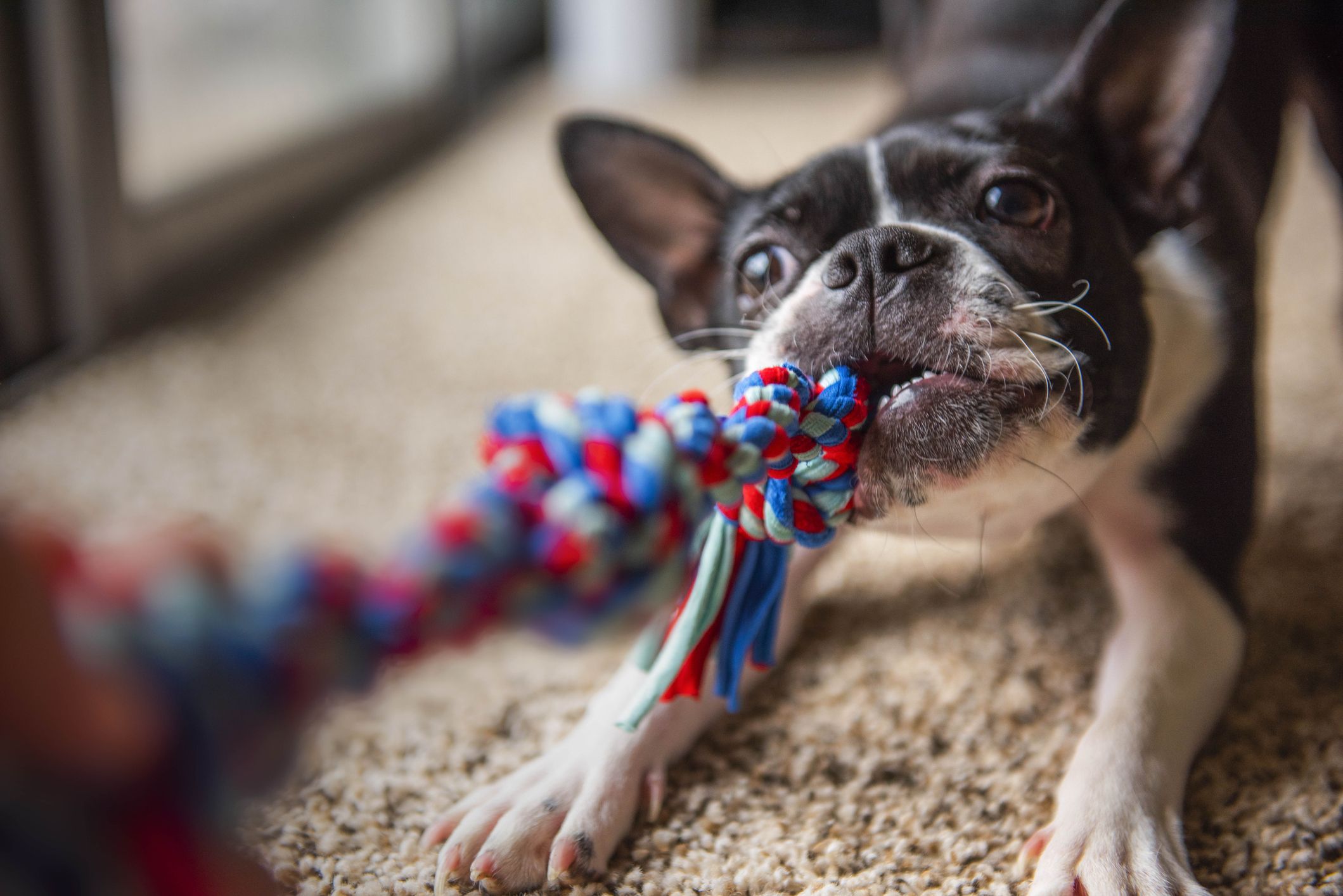 tough dog toys pets at home