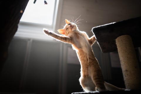 playful ginger cat playing on cat tree,hakadal,norway