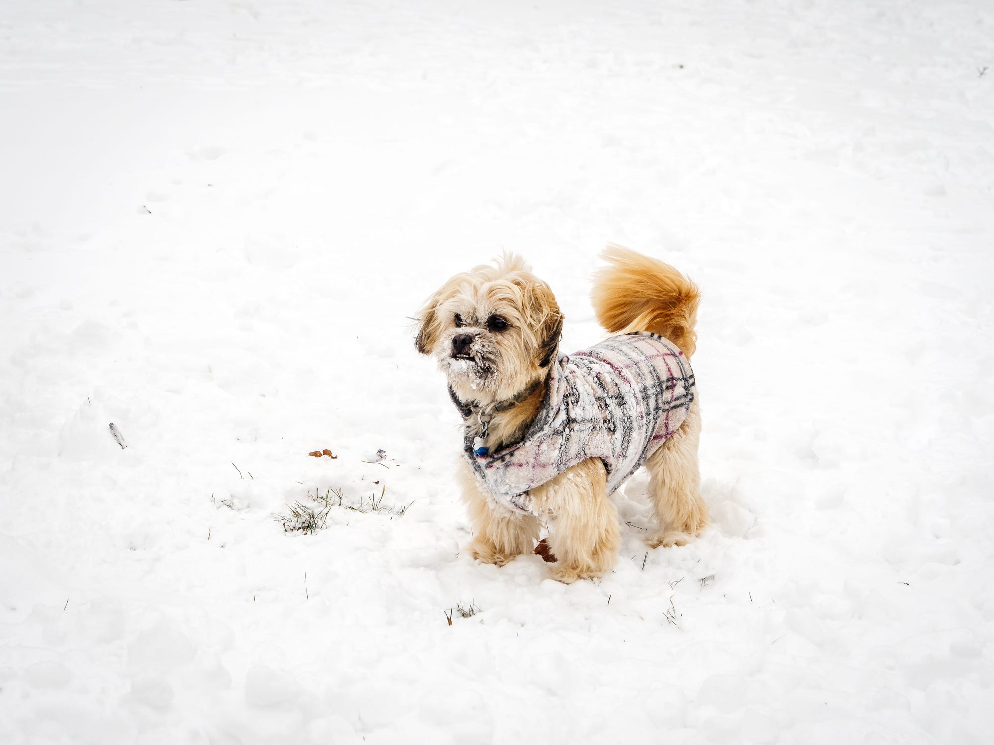 what dogs need coats for winter