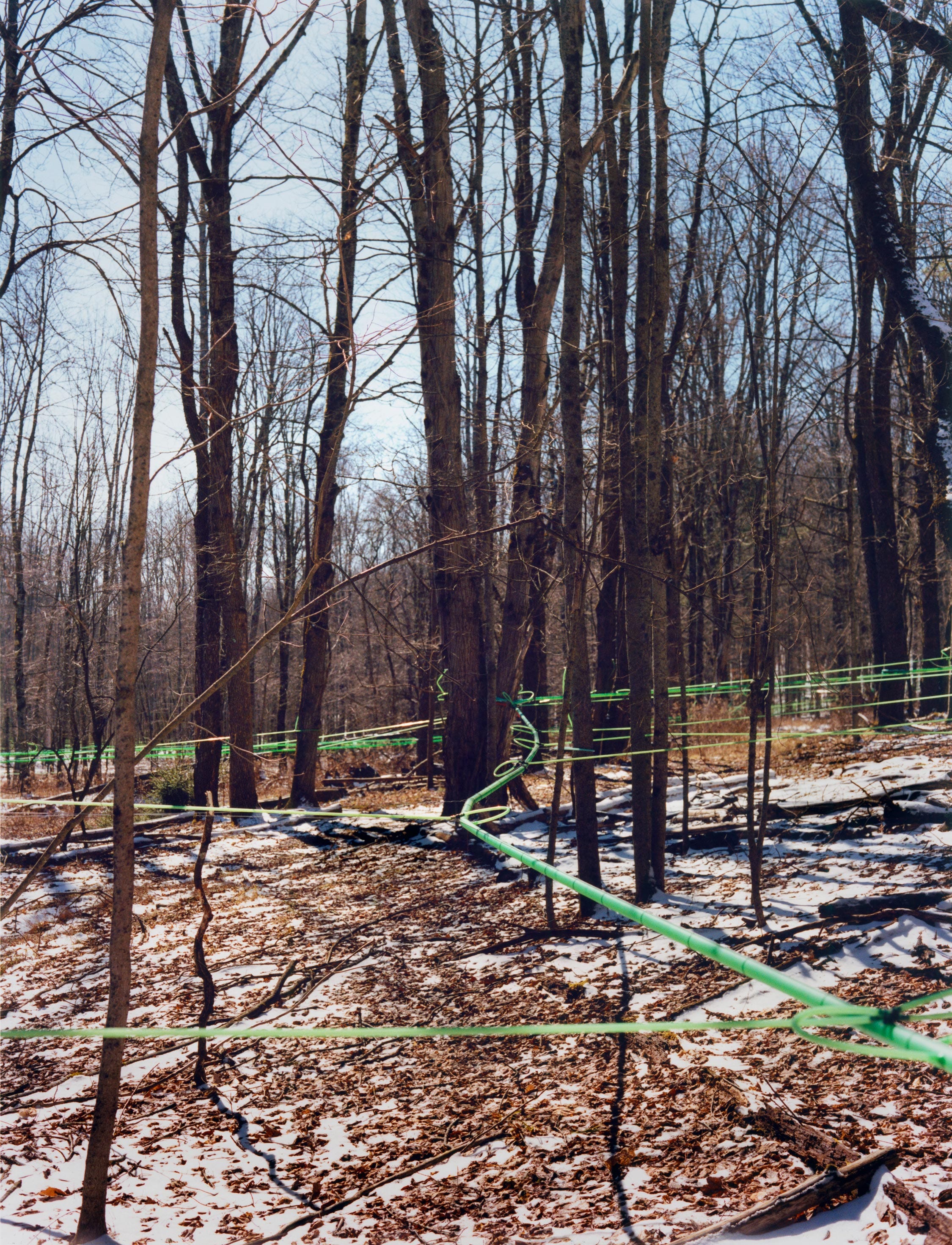 New Science Could Save the Maple Syrup Industry From a Sticky Situation