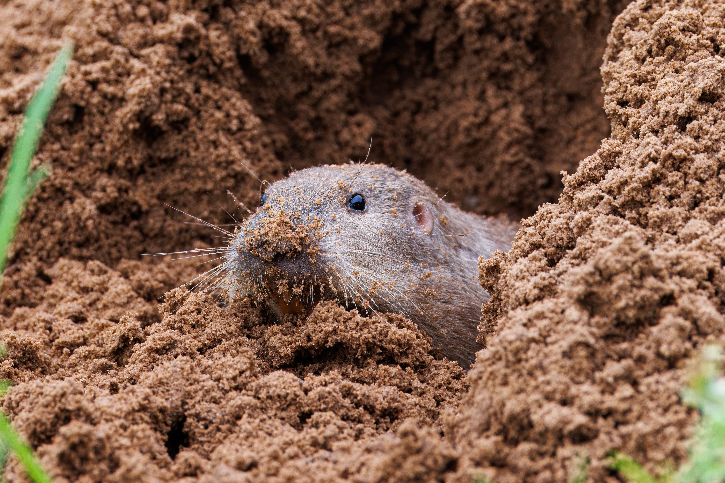 40 Years Ago, Scientists Dropped Gophers Onto a Volcano. Today, They're Tiny Heroes.